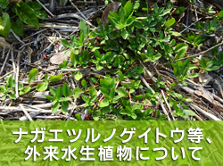 外来水生植物について