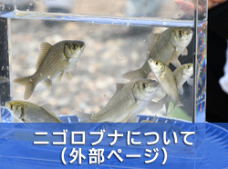 ニゴロブナについて