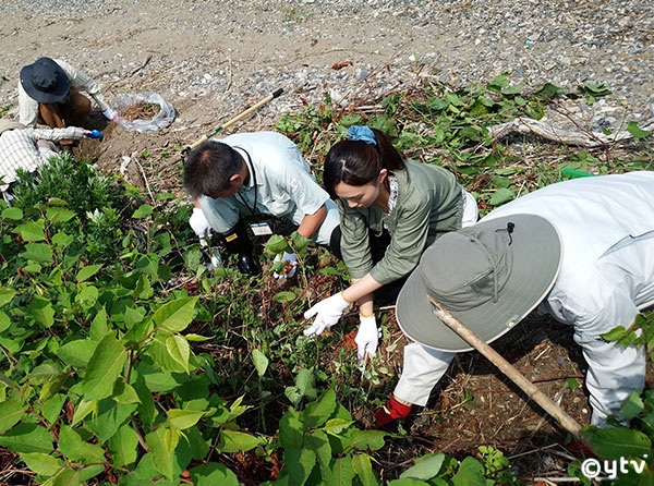 ナガエツルノゲイトウ