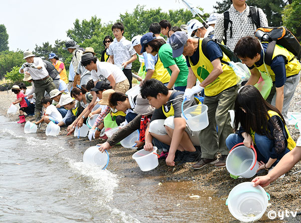 ニゴロブナの稚魚
