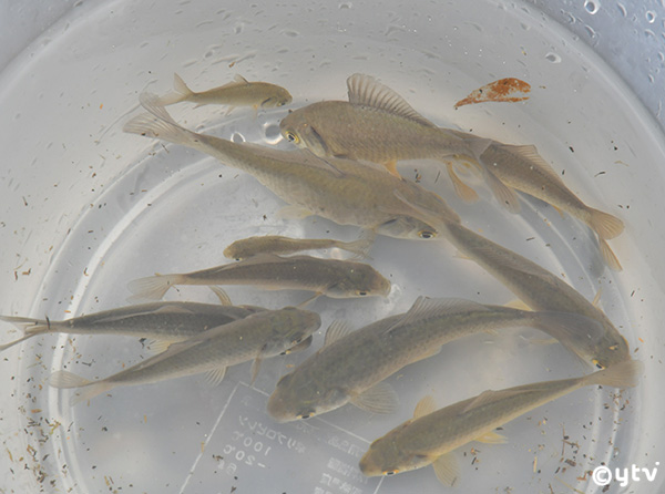ニゴロブナの稚魚を放流