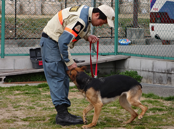訓練する災害救助犬