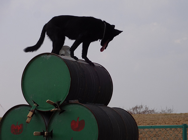 瓦礫を想定して訓練する災害救助犬