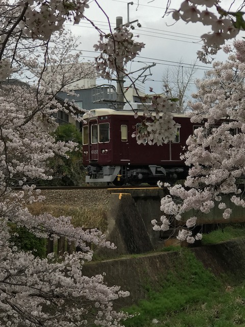 桜　阪急.png