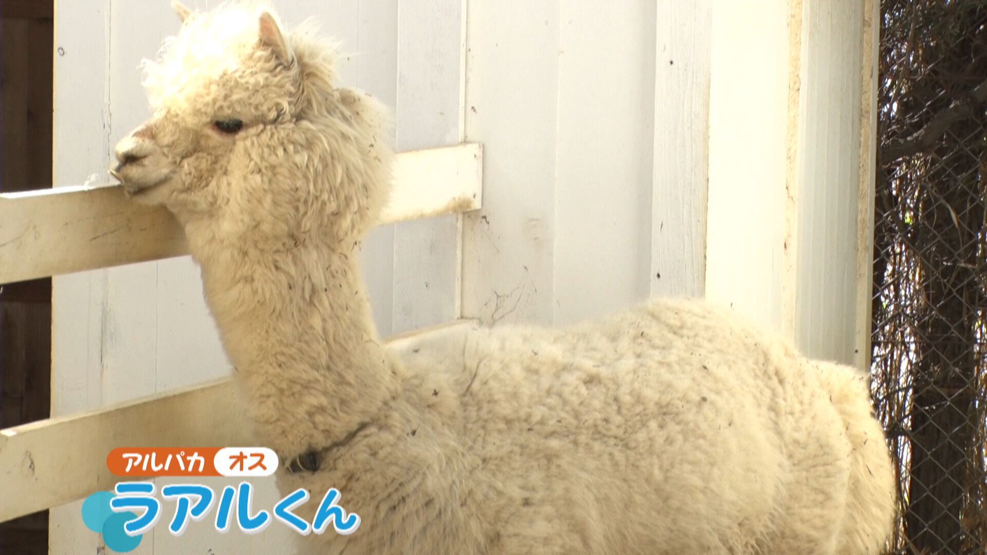 放送内容 朝生ワイド す またん 読売テレビ 日本テレビ系