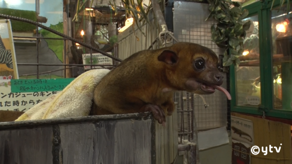 放送内容｜す・またん！｜読売テレビ