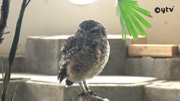 放送内容｜す・またん！｜読売テレビ