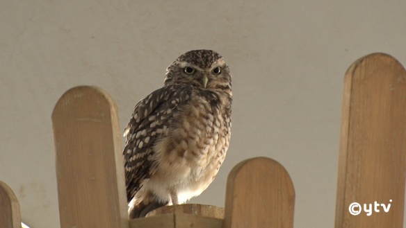 放送内容｜す・またん！｜読売テレビ