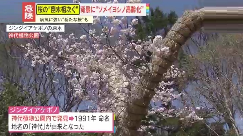 情報ライブ ミヤネ屋｜記事｜【注意】桜の倒木が相次ぐ背景に