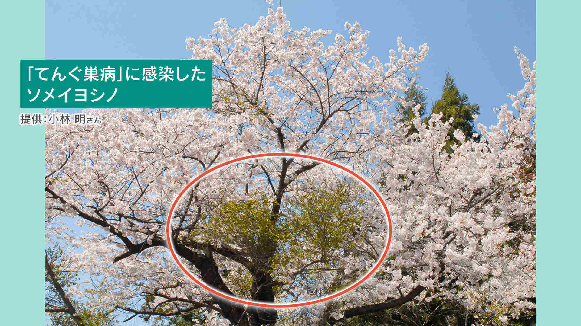 桜原木 薪 ソメイヨシノ 桜の木ソメイヨシノは寿命が短い？樹齢の目安や日本最古の桜を紹介