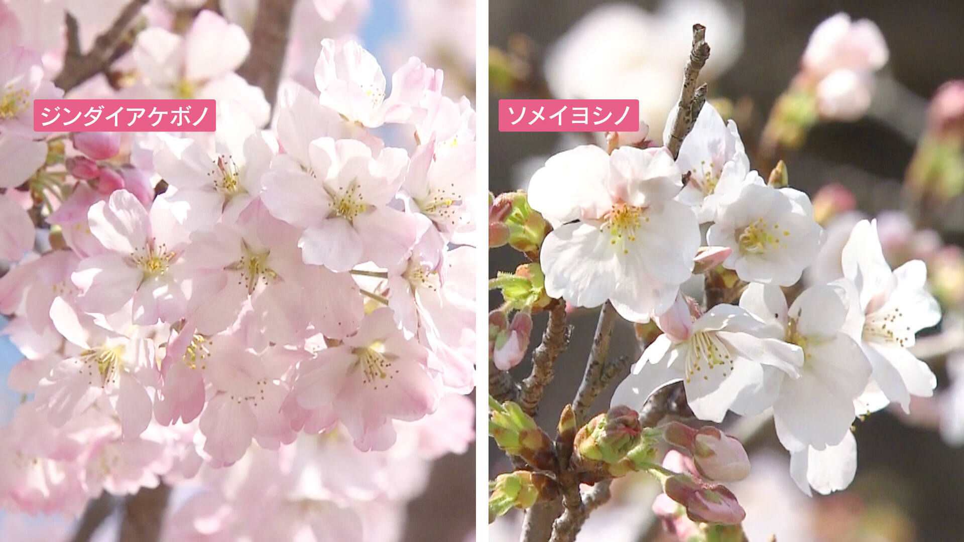 情報ライブ ミヤネ屋｜記事｜【注意】桜の倒木が相次ぐ背景に