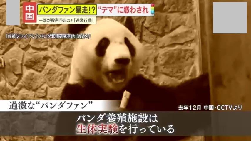 情報ライブ ミヤネ屋｜記事｜【中国】“パンダ虐待”デマが拡散され
