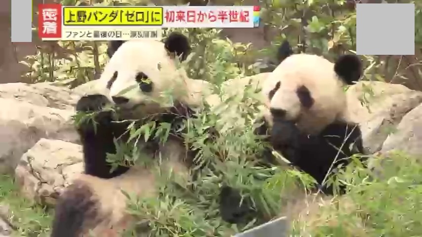 情報ライブ ミヤネ屋｜記事｜【密着】日本から54年ぶりにパンダがい