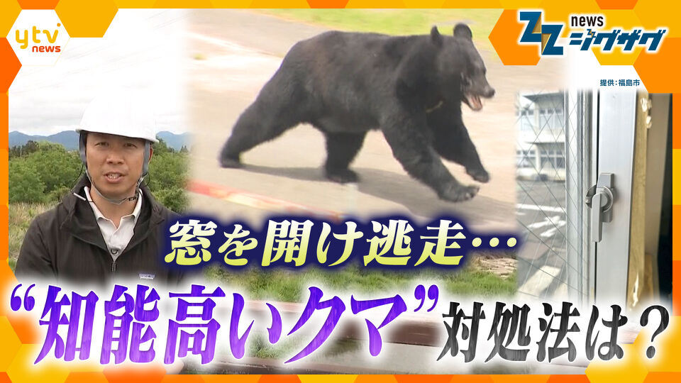 サタデーLIVE ニュース ジグザグ