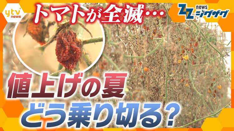 サタデーLIVE ニュース ジグザグ