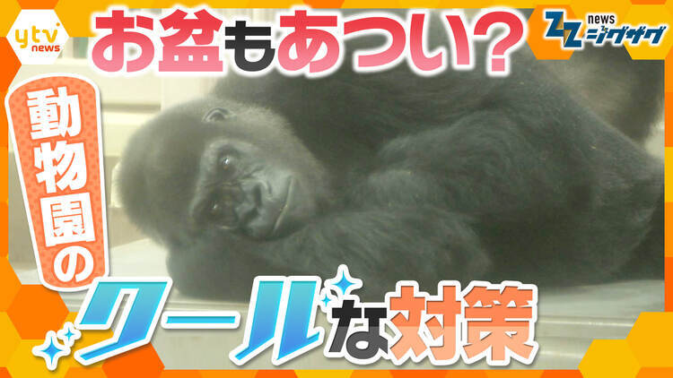 サタデーLIVE ニュース ジグザグ