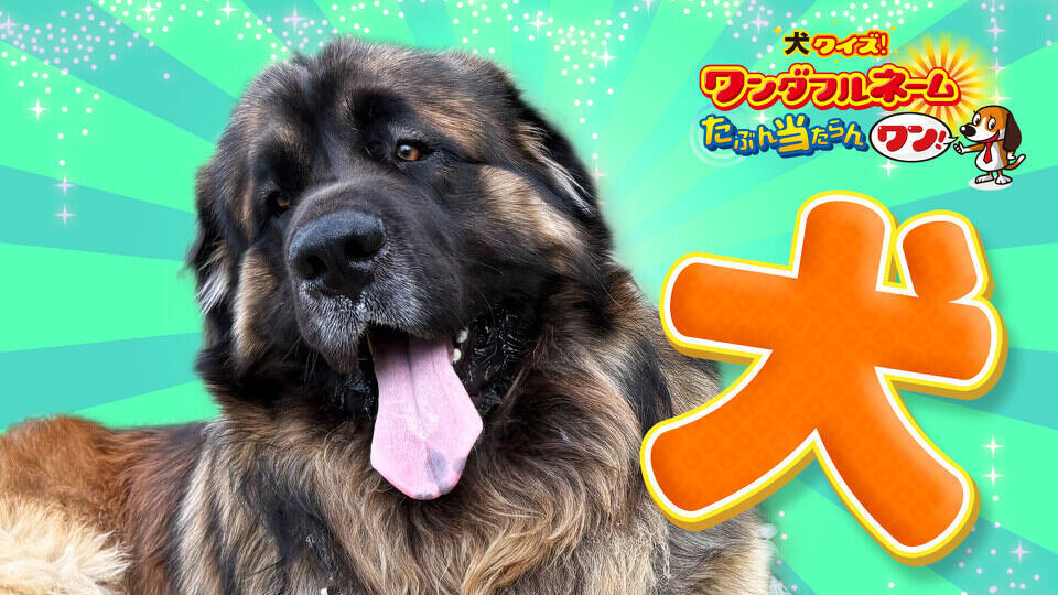 発見！仰天！！プレミアもん！！！ 土曜はダメよ！