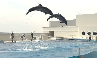 神戸須磨シーワールドグッズ詰め合わせ