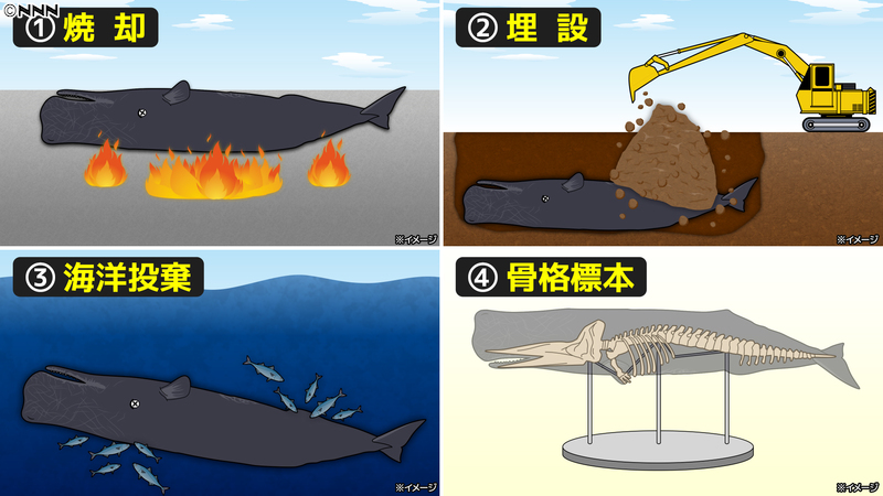 クジラ34 フィギュア専門店 -ソダチトイズ / EZHOBI Legendary Godzilla