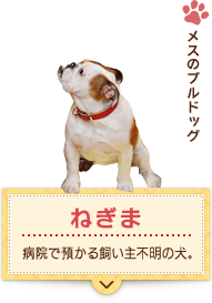 メスのブルドッグ 　ねぎま