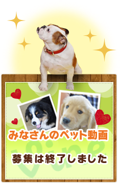 みなさんのペット動画募集中！　詳しくはこちら