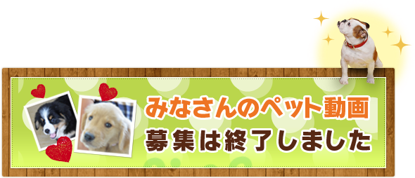 みなさんのペット動画募集中！　詳しくはこちら