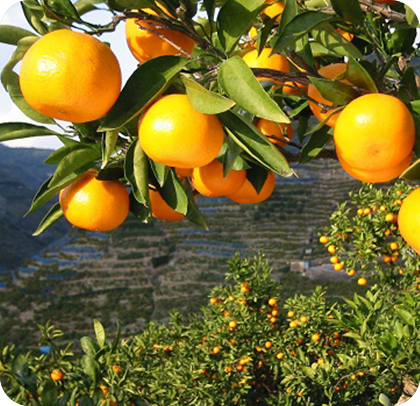 ”みかんの日”にちなんで！みかんPRステージ