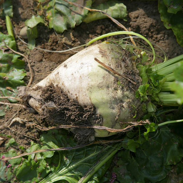 ホクレンてんさい糖～北海道てん菜100％使用～
